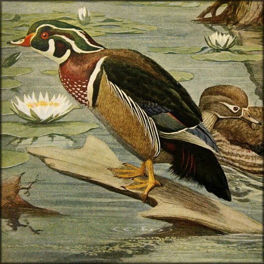 Useful Birds and their Protection 1908 - Louis A. Fuertes | Digital Download - 1 image