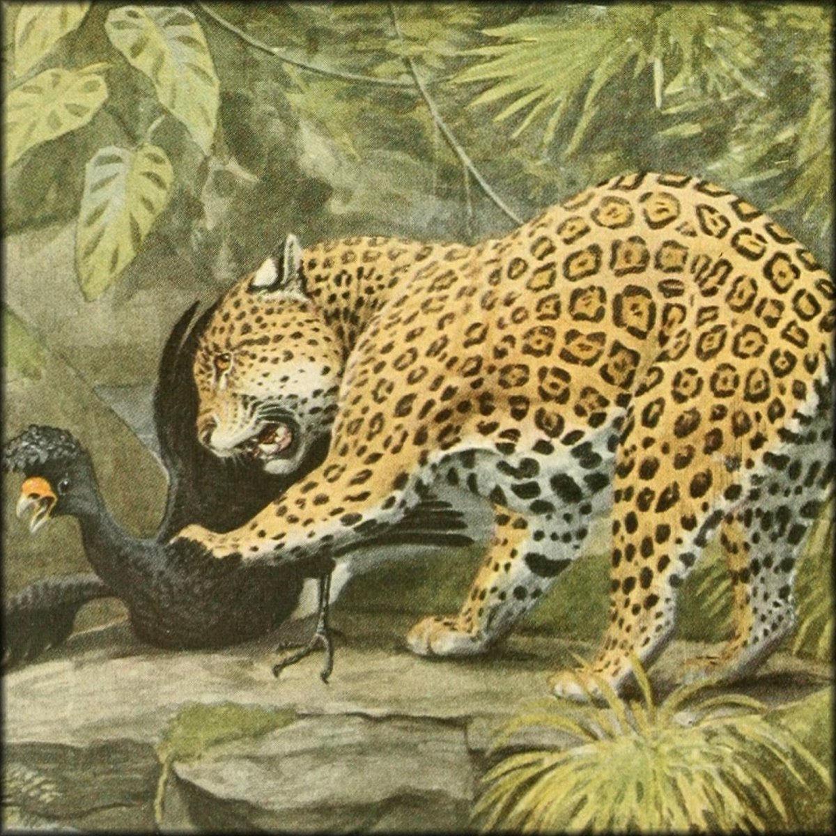 Louis Agassiz Fuertes Public Domain Images to Download | Wild Animals of North America (1918) - 107 images