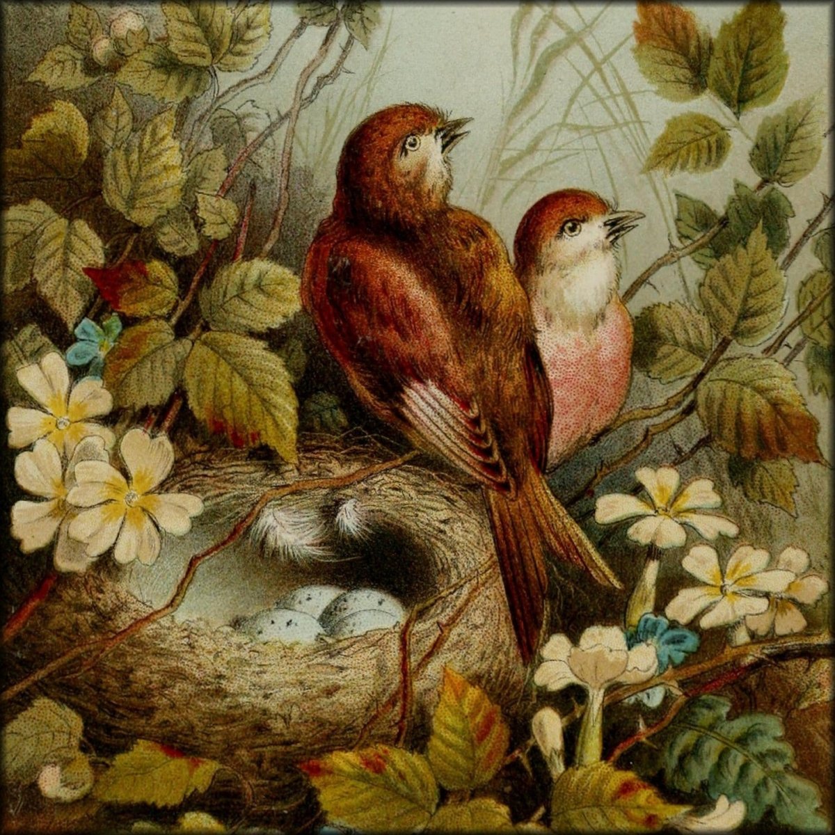 Birds & Flowers 1873 - Hector Giacomelli - 1 image | Digital Download - 1 image