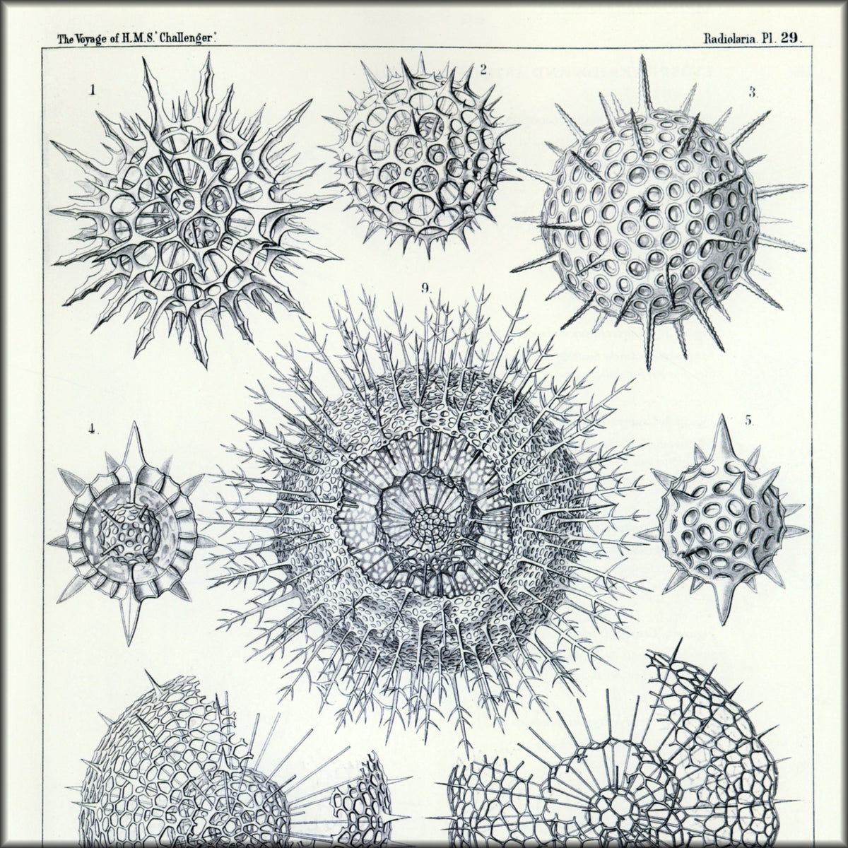 Digital Download - 1 image