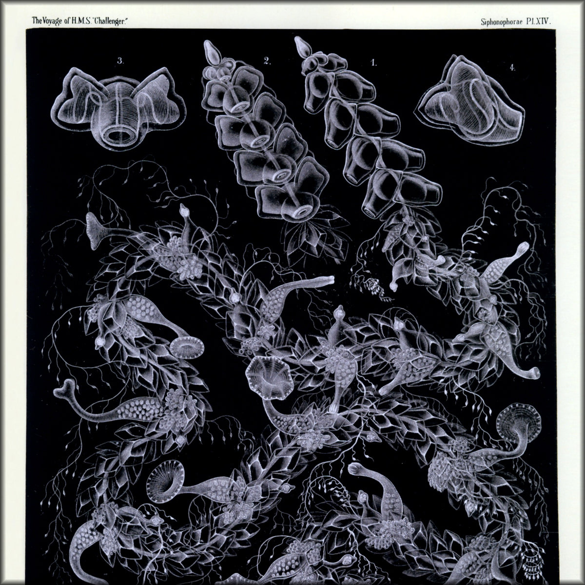 Digital Download - 1 image