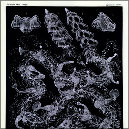 Digital Download - 1 image