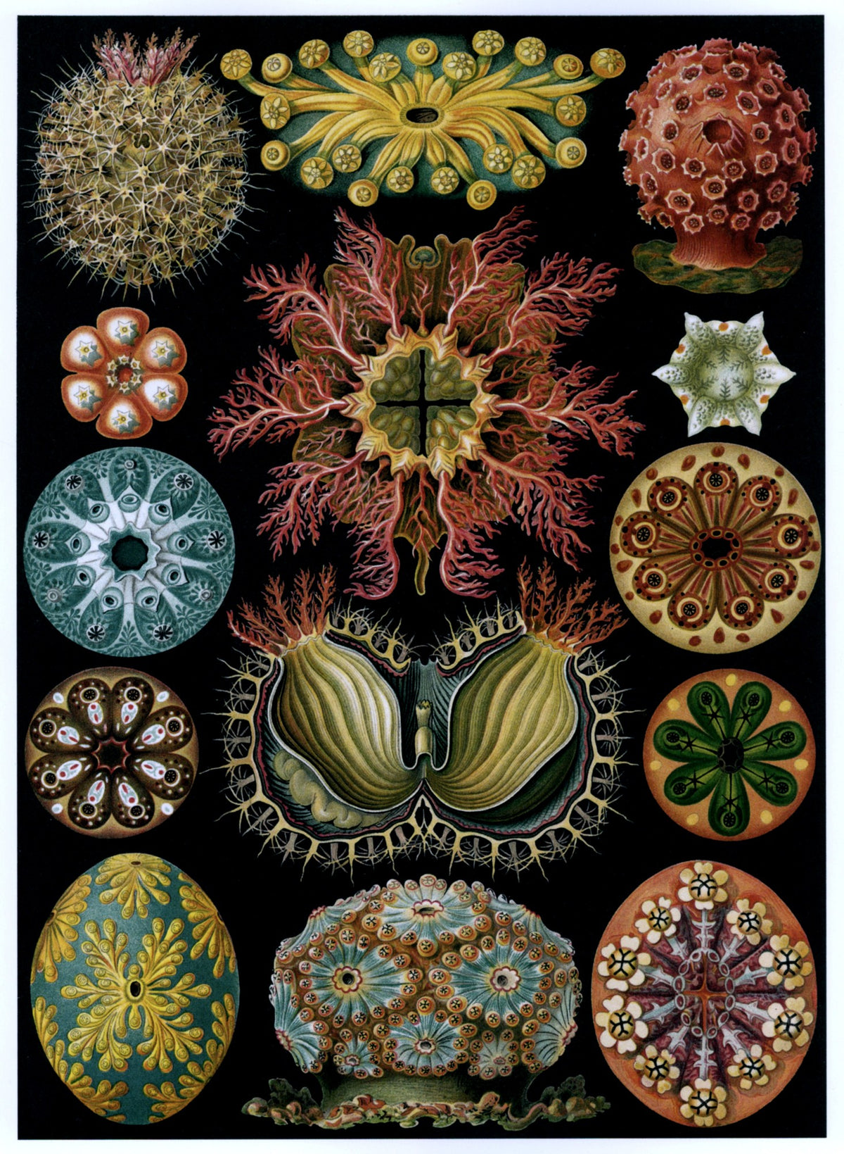Ernst Haeckel 100 Art Forms in Nature Public Domain Images to Download | Dimensions 4671 x 6381 pixels