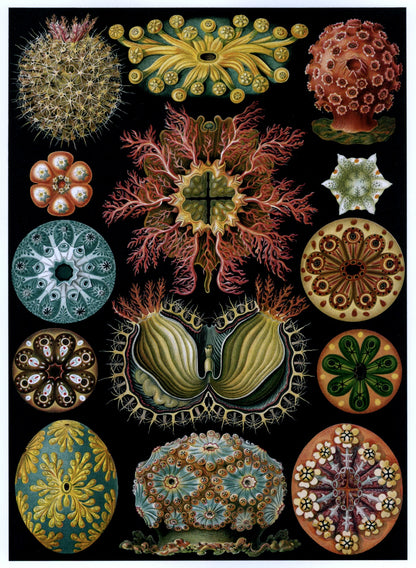 Ernst Haeckel 100 Art Forms in Nature Public Domain Images to Download | Dimensions 4671 x 6381 pixels