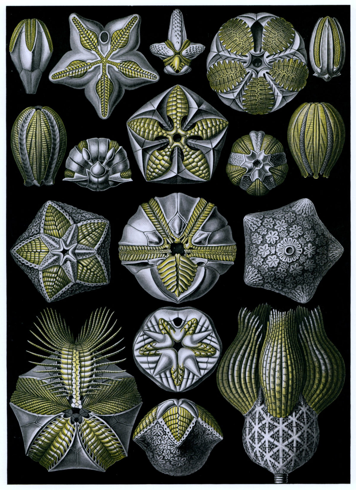 Dimensions 4624 x 6360 pixels