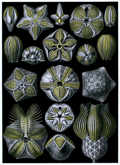 Dimensions 4624 x 6360 pixels