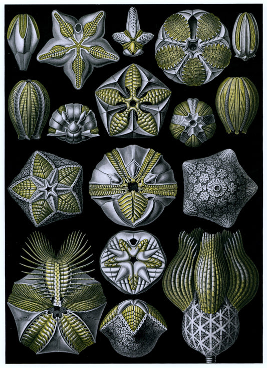 Dimensions 4624 x 6360 pixels