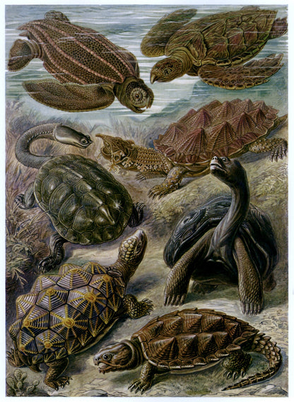 Dimensions 4640 x 6352 pixels