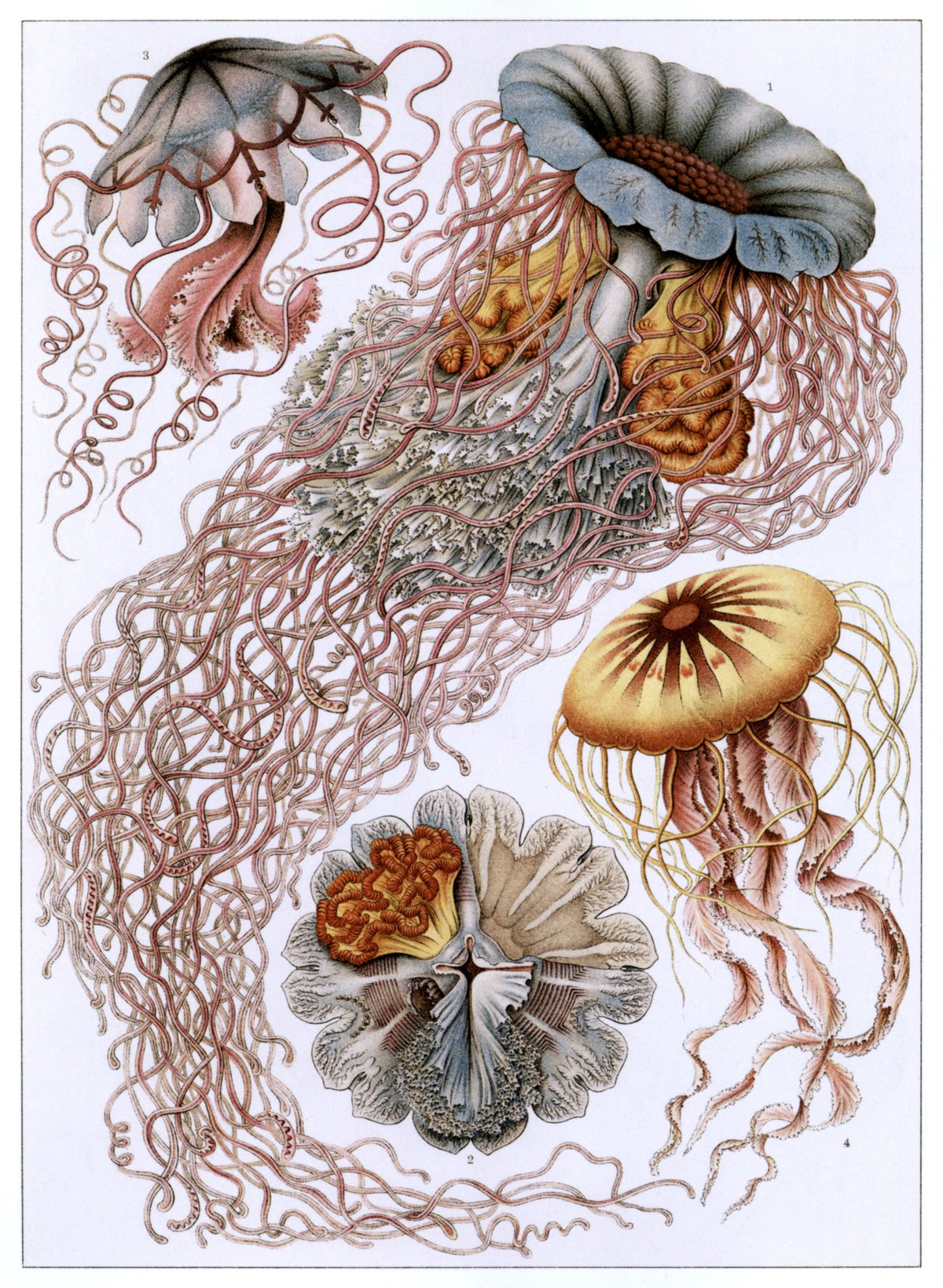 Ernst Haeckel 100 Art Forms in Nature Public Domain Images to Download | Dimensions 4725 x 6453 pixels