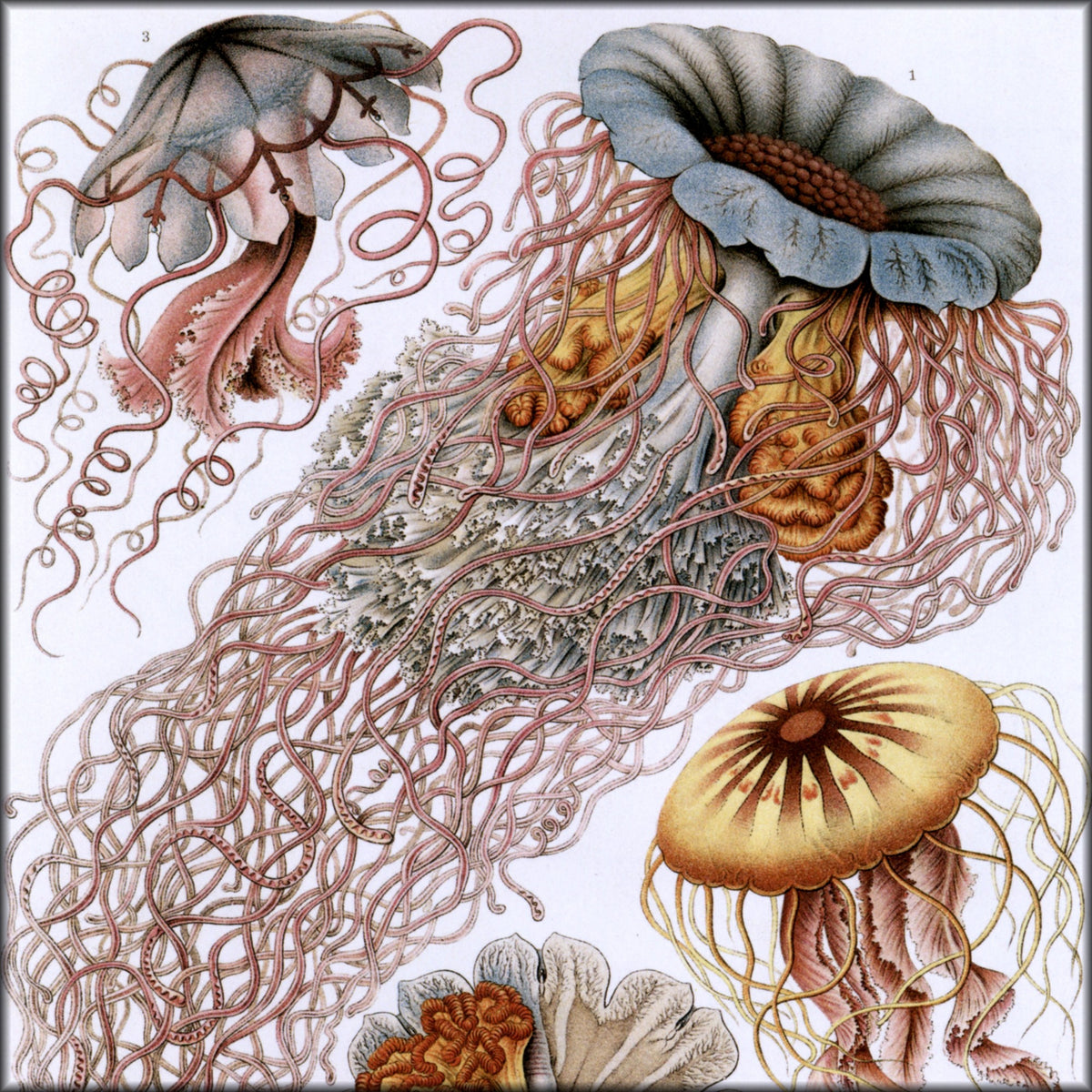 Digital Download - 1 image