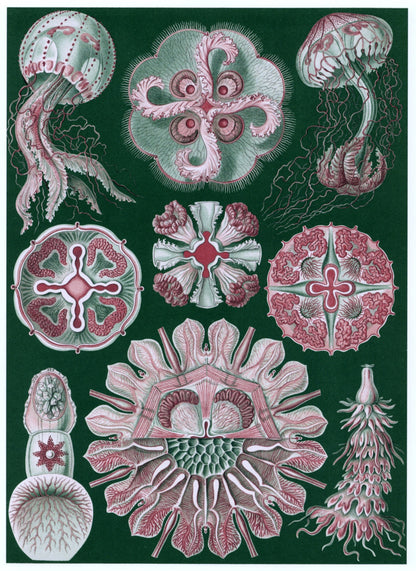 Dimensions 4650 x 6380 pixels