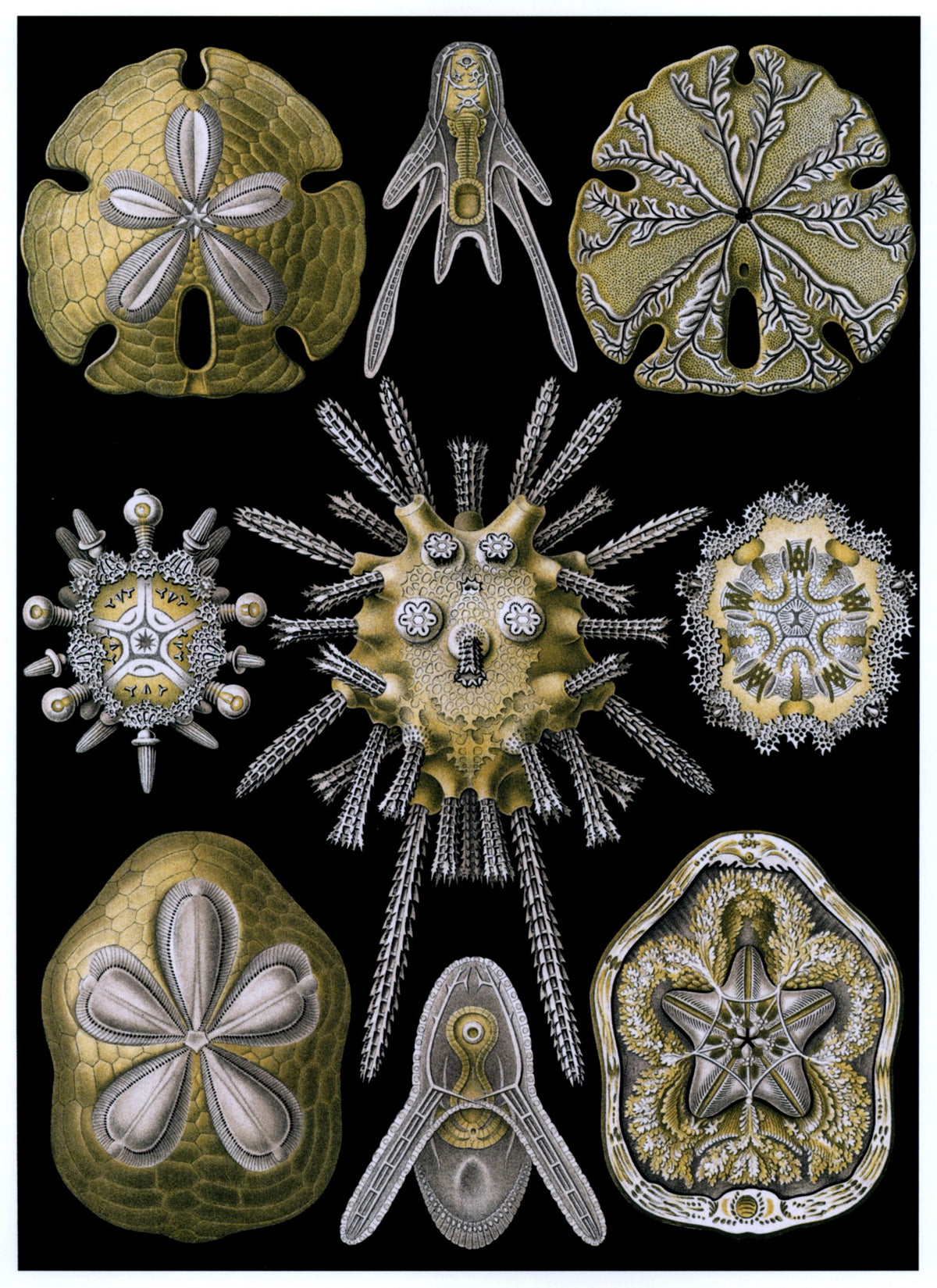 Ernst Haeckel 100 Art Forms in Nature Public Domain Images to Download | Dimensions 4650 x 6390 pixels