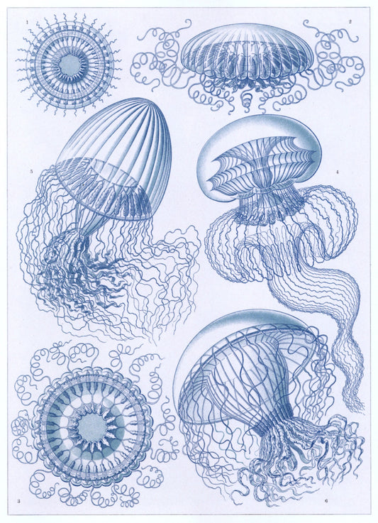 Dimensions 4653 x 6435 pixels