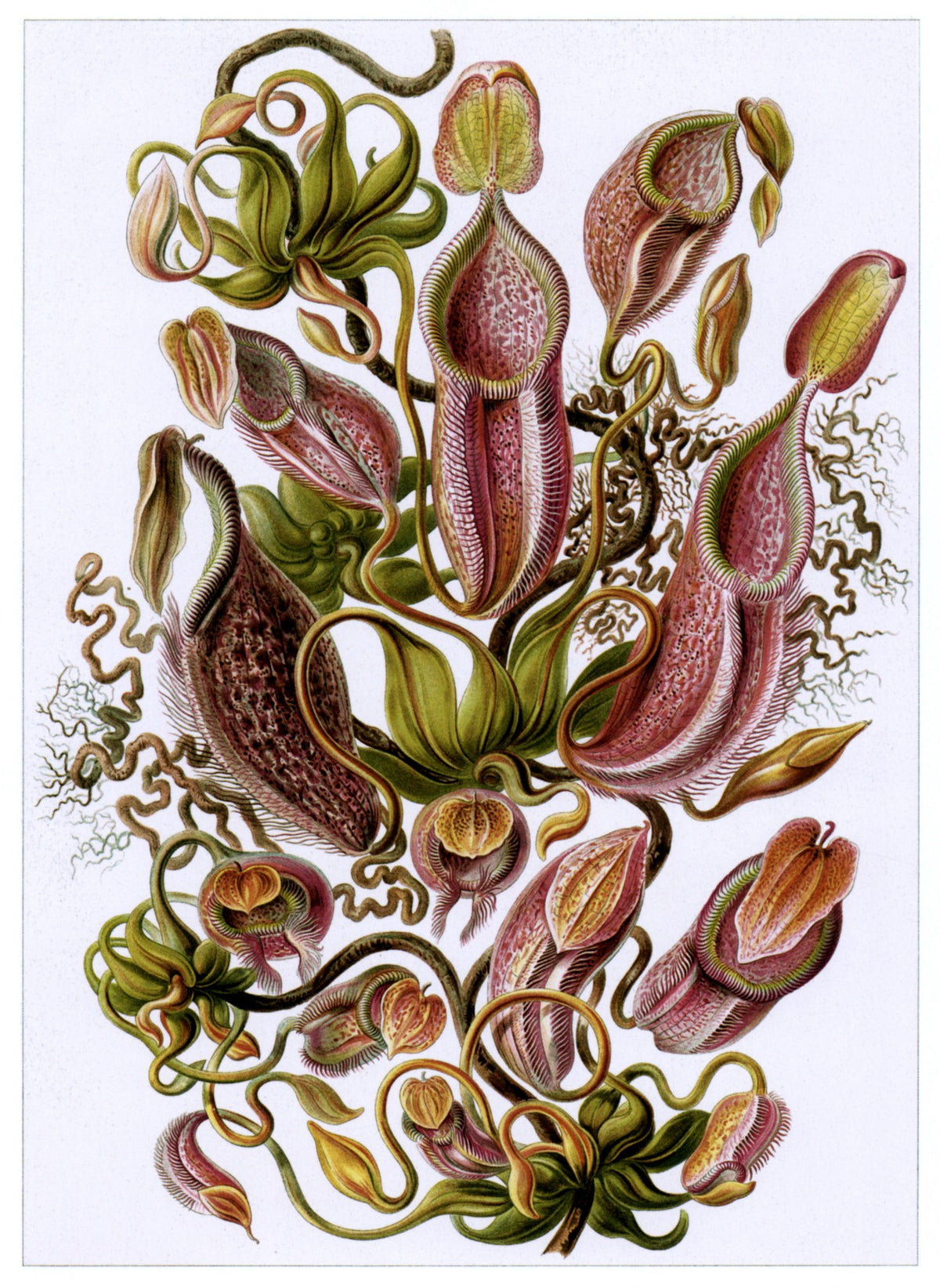 Ernst Haeckel 100 Art Forms in Nature Public Domain Images to Download | Dimensions 4690 x 6420 pixels