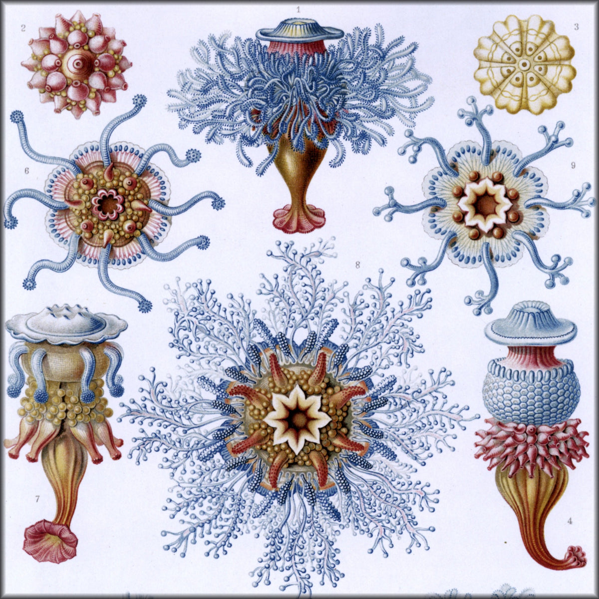 Digital Download - 1 image