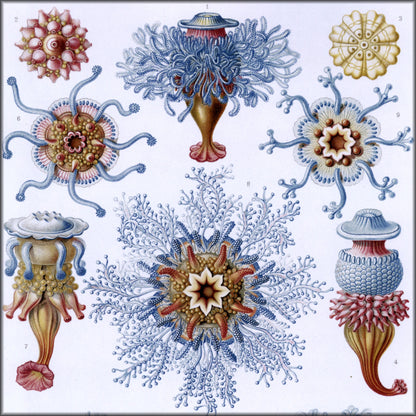 Digital Download - 1 image