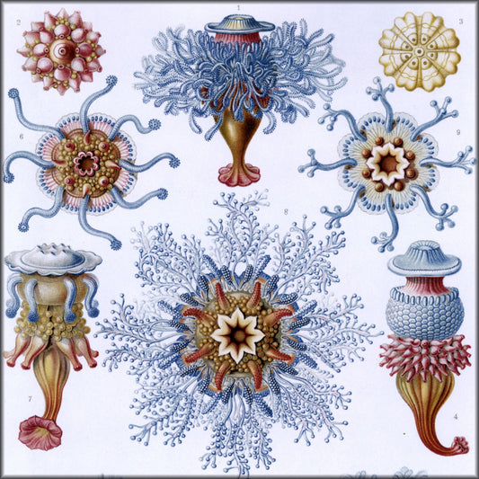Digital Download - 1 image