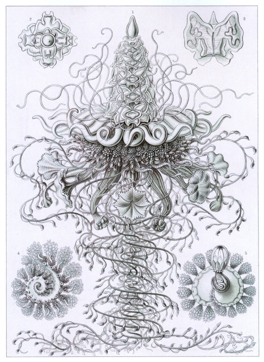 Dimensions 4689 x 6408 pixels