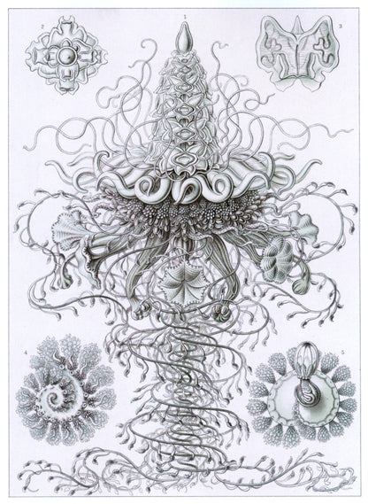 Dimensions 4689 x 6408 pixels