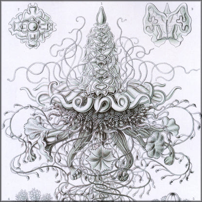 Digital Download - 1 image