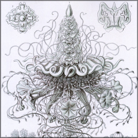 Digital Download - 1 image