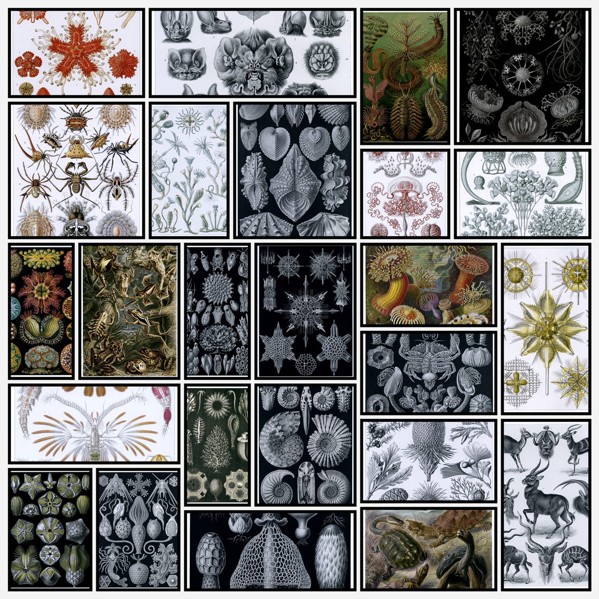 Ernst Haeckel 100 Art Forms in Nature Public Domain Images to Download | A snapshot of some of the images