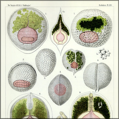 Digital Download - 1 image