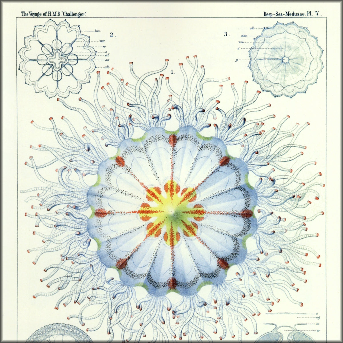 Digital Download - 1 image