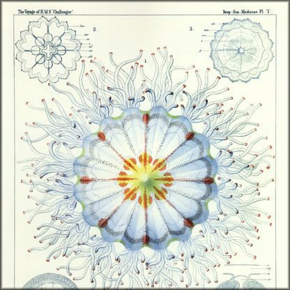Digital Download - 1 image