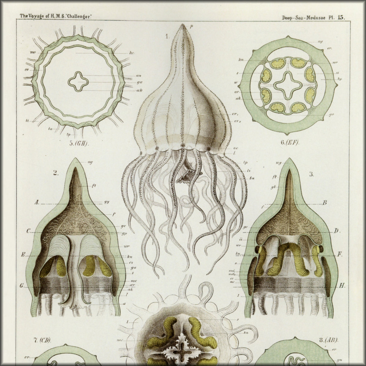 Digital Download - 1 image