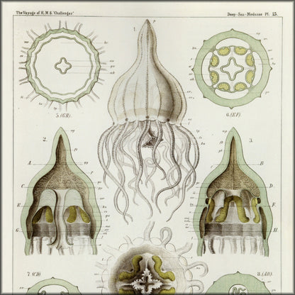 Digital Download - 1 image