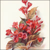 Flowering Trees & Shrubs 1902 - Gertrude Hamilton (1854-1913) - 8 images