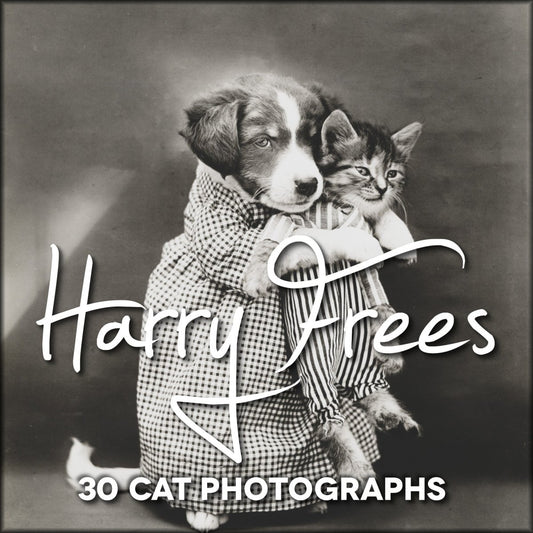 Harry Frees' Cat Photographs to Download | Digital Download - 30 images