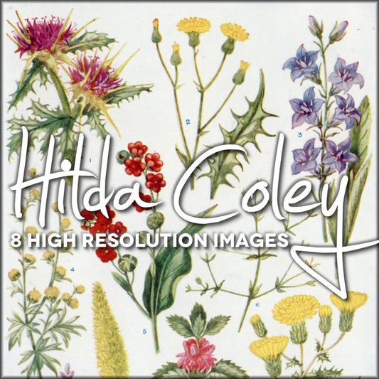 Hilda M. Coley Public Domain Images | Digital Download - 8 images