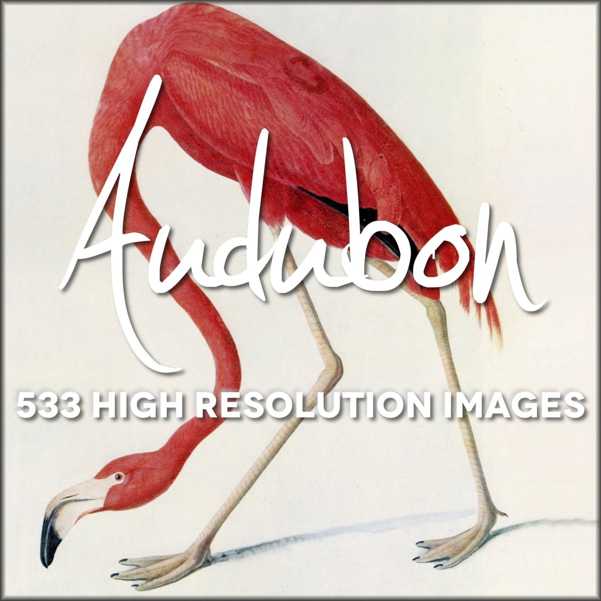 John James Audubon Public Domain Images to Download | Digital Download - 533 images