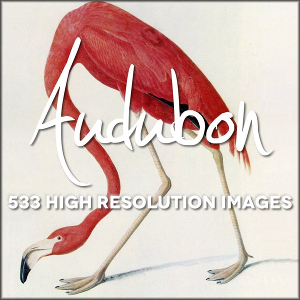 John James Audubon Public Domain Images to Download | Digital Download - 533 images
