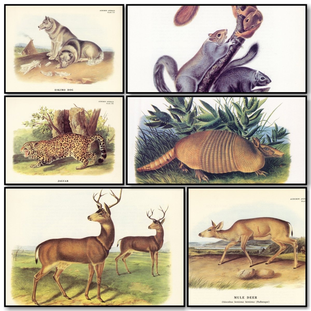 John James Audubon Public Domain Images to Download | Some of the Quadrupeds of North America images