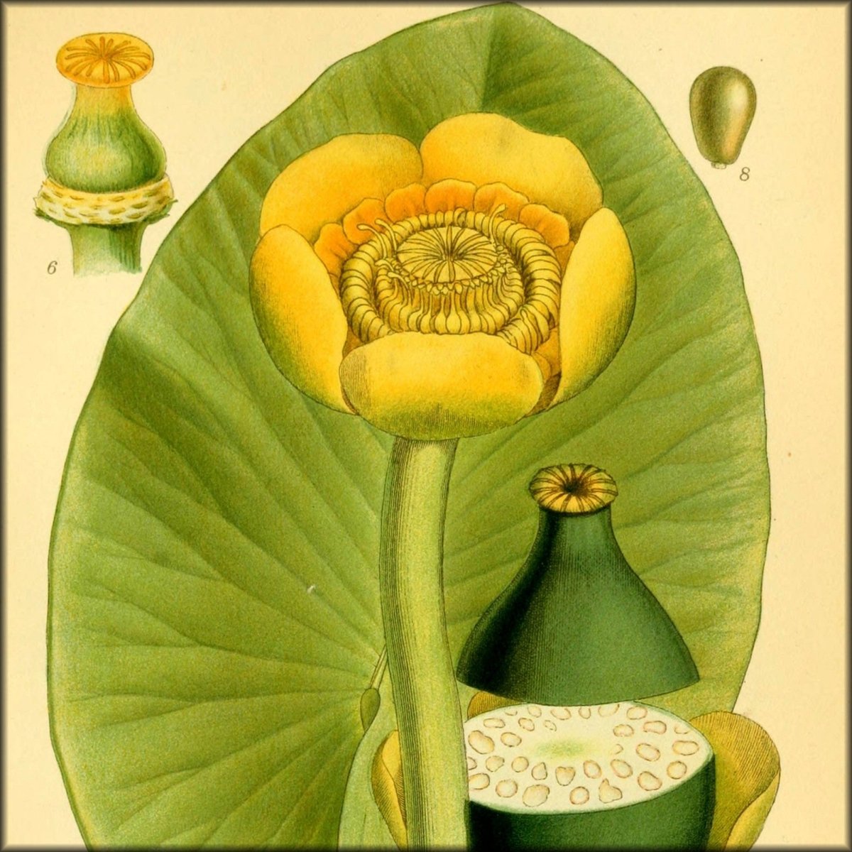 Billeder af Nordens Flora v.1 1917 - Carl A.M. Lindman | Digital Download - 268 images