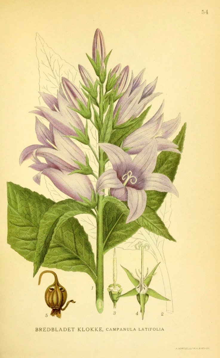 Billeder af Nordens Flora v.1 1917 - Carl A.M. Lindman | Dimensions 2147 x 3498 pixels