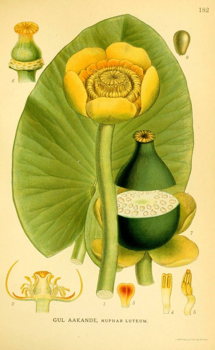 Billeder af Nordens Flora v.1 1917 - Carl A.M. Lindman | Dimensions 2147 x 3498 pixels