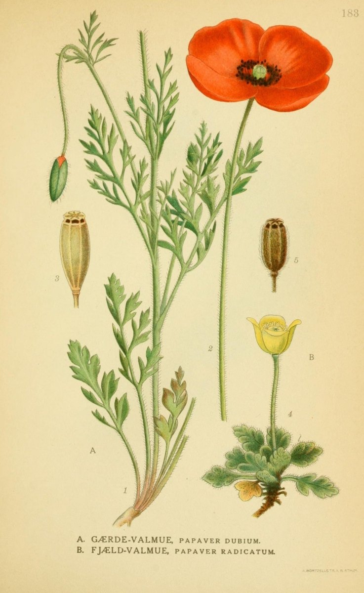 Billeder af Nordens Flora v.1 1917 - Carl A.M. Lindman | Dimensions 2147 x 3498 pixels