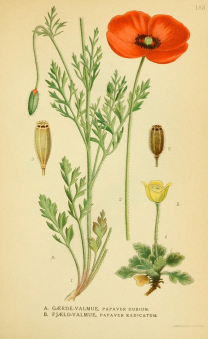 Billeder af Nordens Flora v.1 1917 - Carl A.M. Lindman | Dimensions 2147 x 3498 pixels