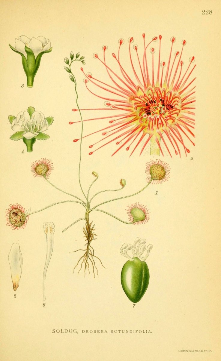 Billeder af Nordens Flora v.1 1917 - Carl A.M. Lindman | Dimensions 2147 x 3498 pixels