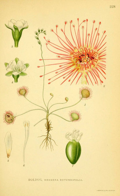 Billeder af Nordens Flora v.1 1917 - Carl A.M. Lindman | Dimensions 2147 x 3498 pixels