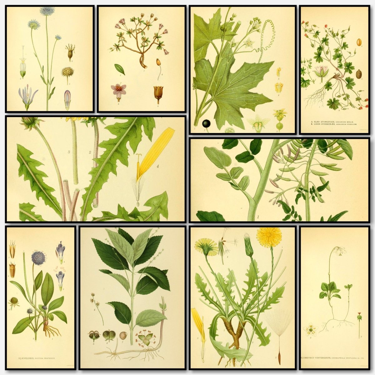 Billeder af Nordens Flora v.1 1917 - Carl A.M. Lindman | A snapshot of some of the images