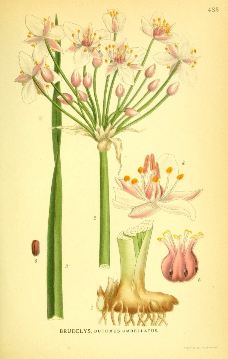 Billeder af Nordens Flora v.2 1917 - Carl A.M. Lindman | Dimensions 2195 x 3454 pixels