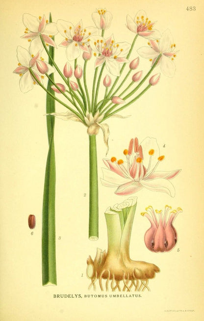 Billeder af Nordens Flora v.2 1917 - Carl A.M. Lindman | Dimensions 2195 x 3454 pixels