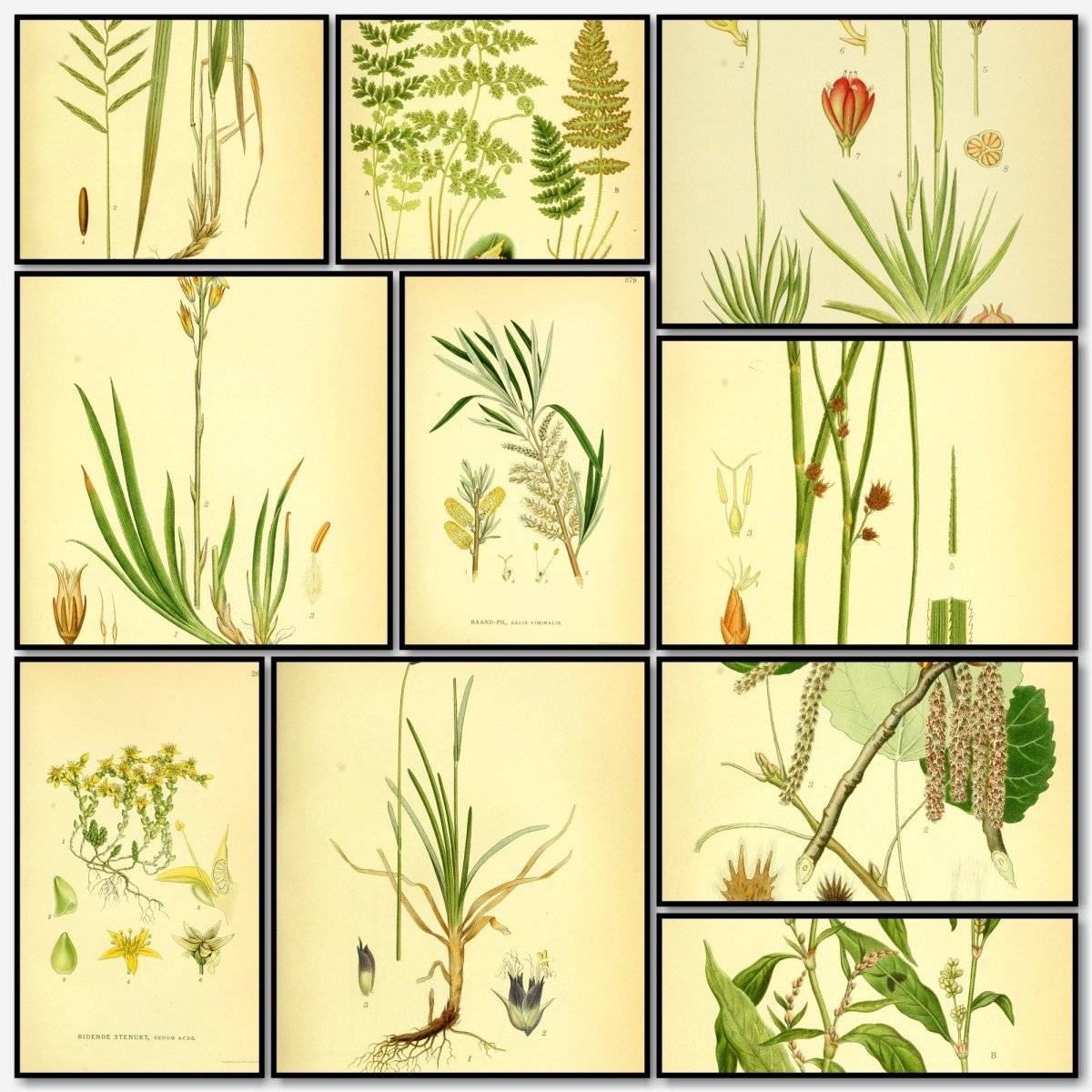 Billeder af Nordens Flora v.2 1917 - Carl A.M. Lindman | A snapshot of some of the images