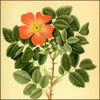 Billeder af Nordens Flora v.2 1917 - Carl A.M. Lindman (1856-1928) - 250 images