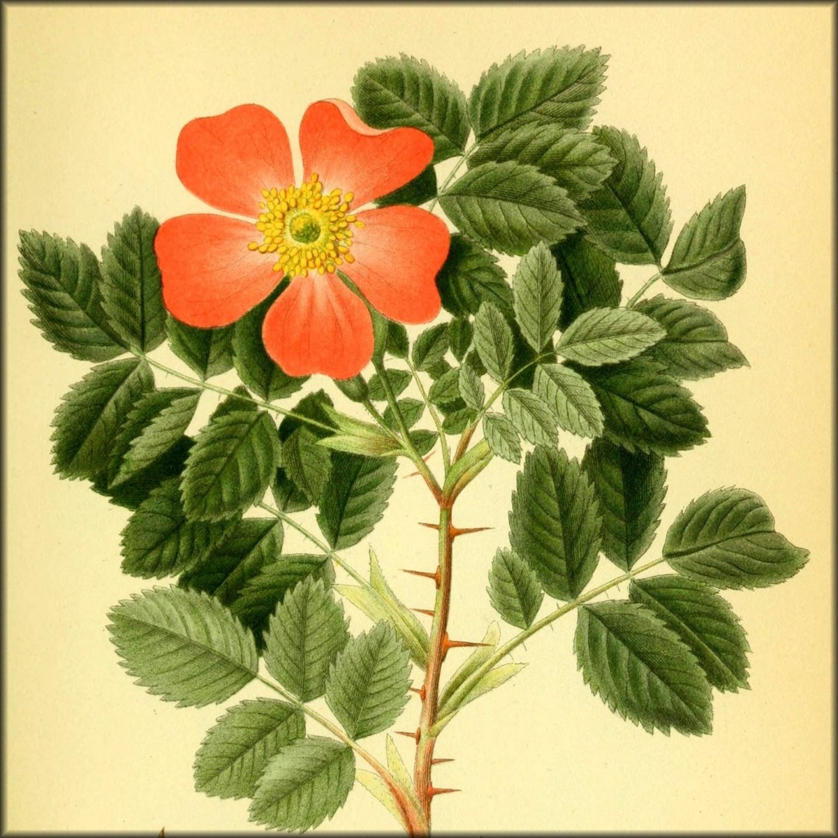 Billeder af Nordens Flora v.2 1917 - Carl A.M. Lindman | Digital Download - 250 images